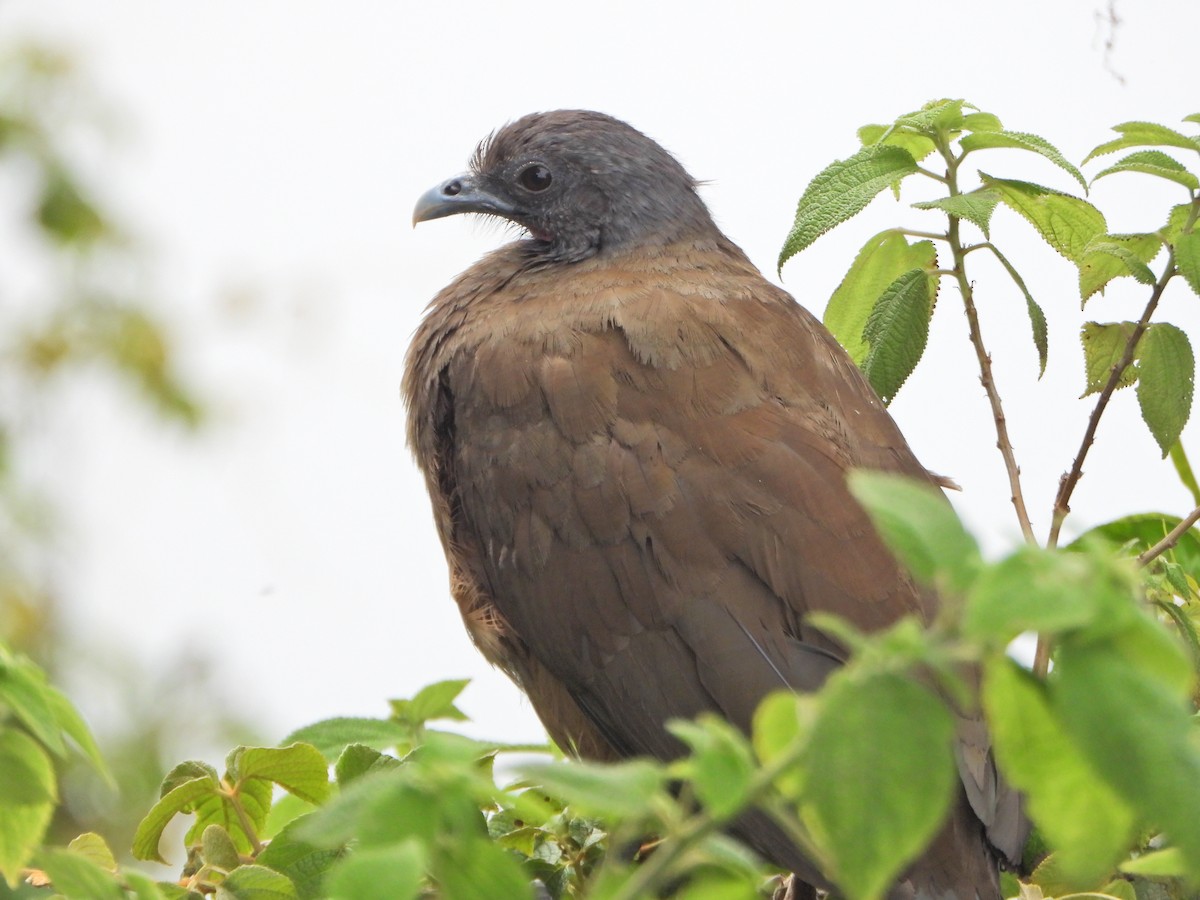 Rufous-vented Chachalaca - ML637803053