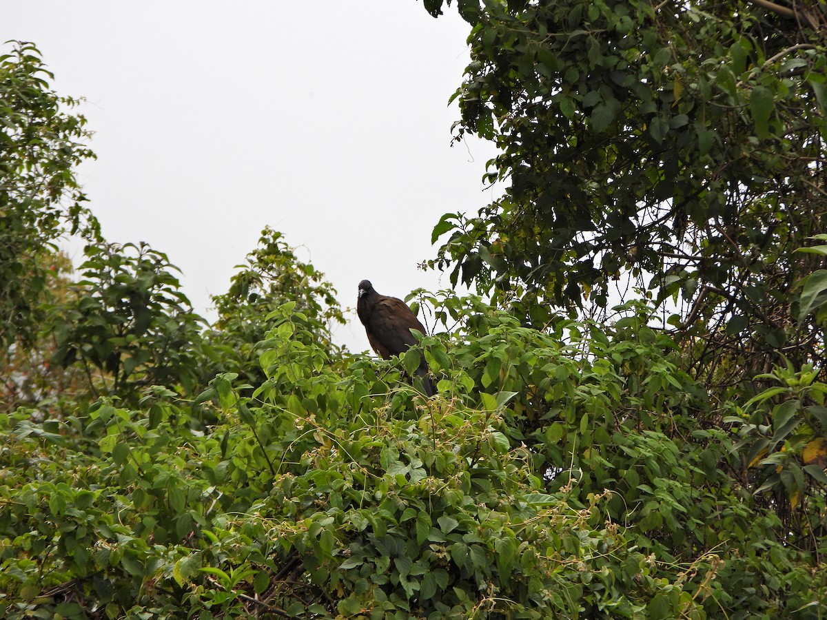Rufous-vented Chachalaca - ML637803055