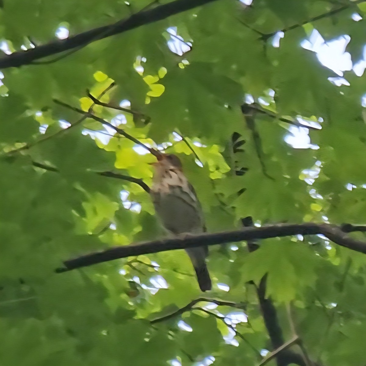 Wood Thrush - ML637803102