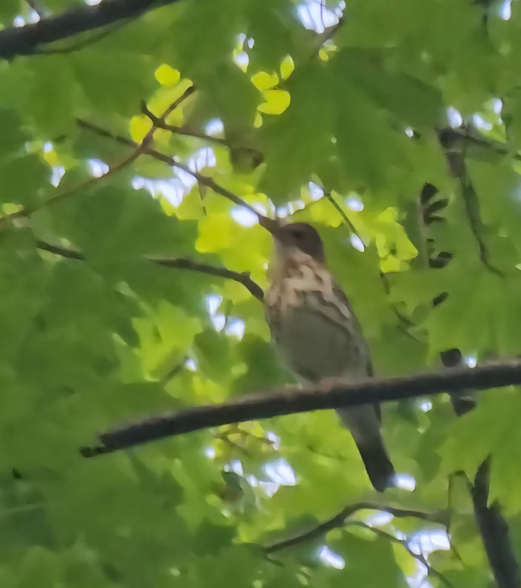 Wood Thrush - ML637803103