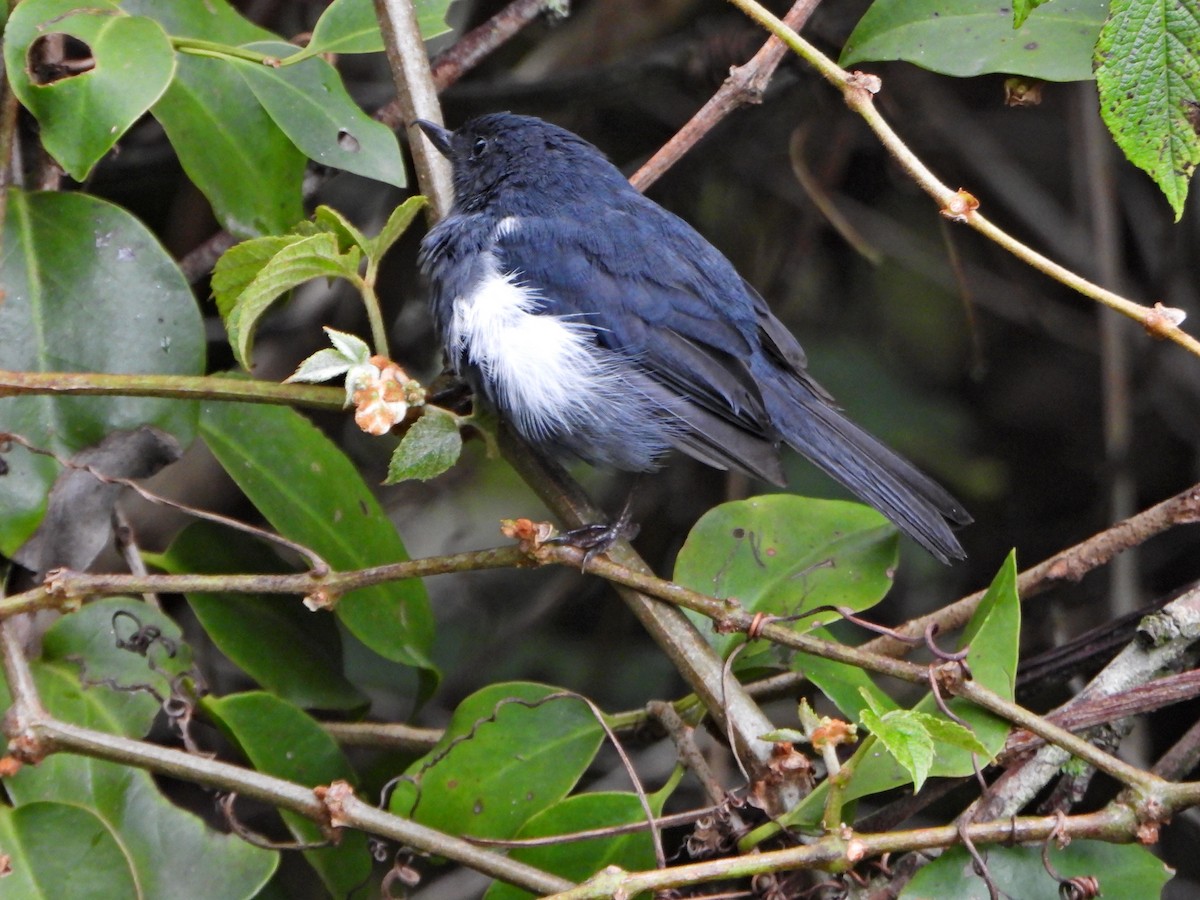 White-sided Flowerpiercer - ML637803108