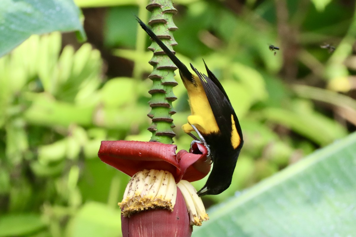Black-cowled Oriole - ML637803127