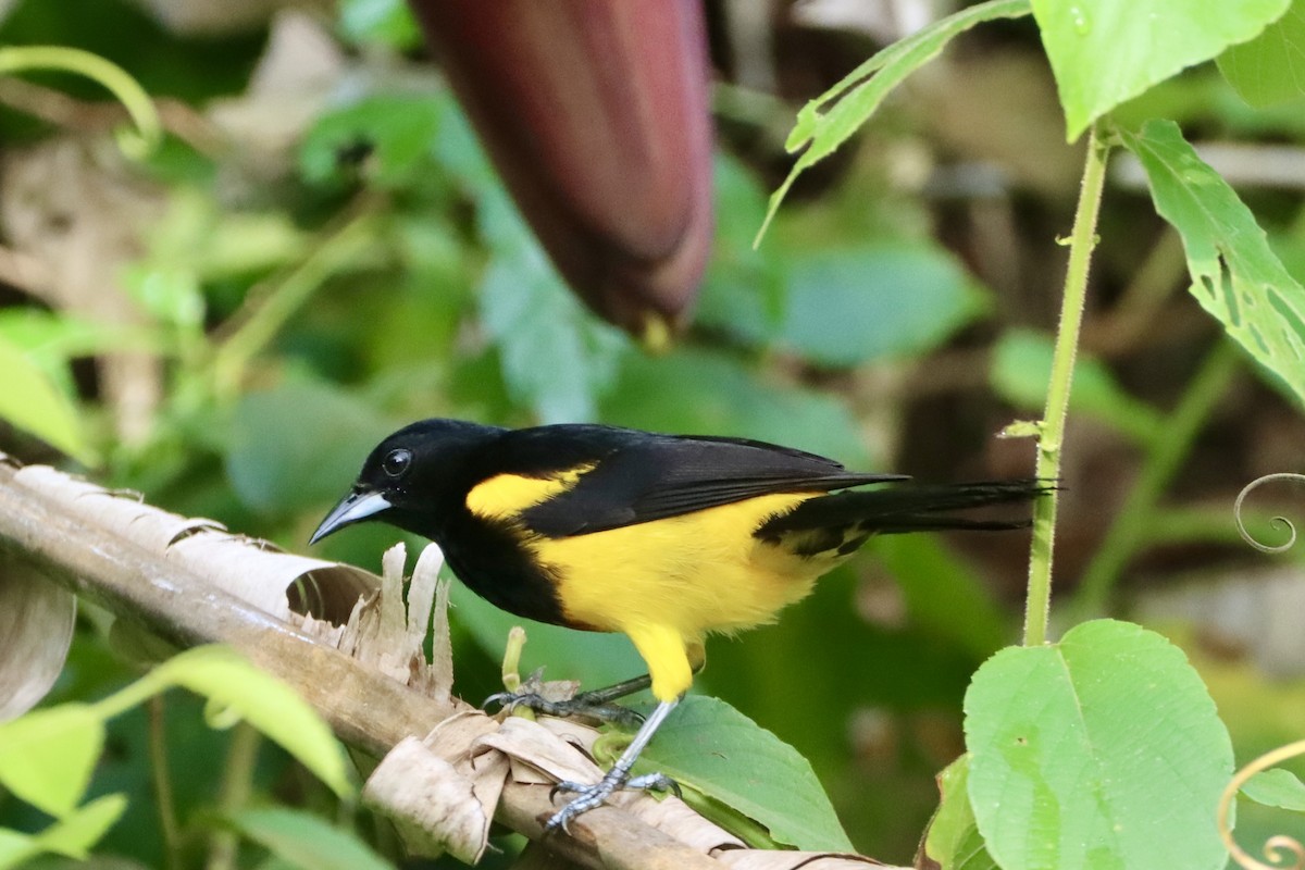 Black-cowled Oriole - ML637803128