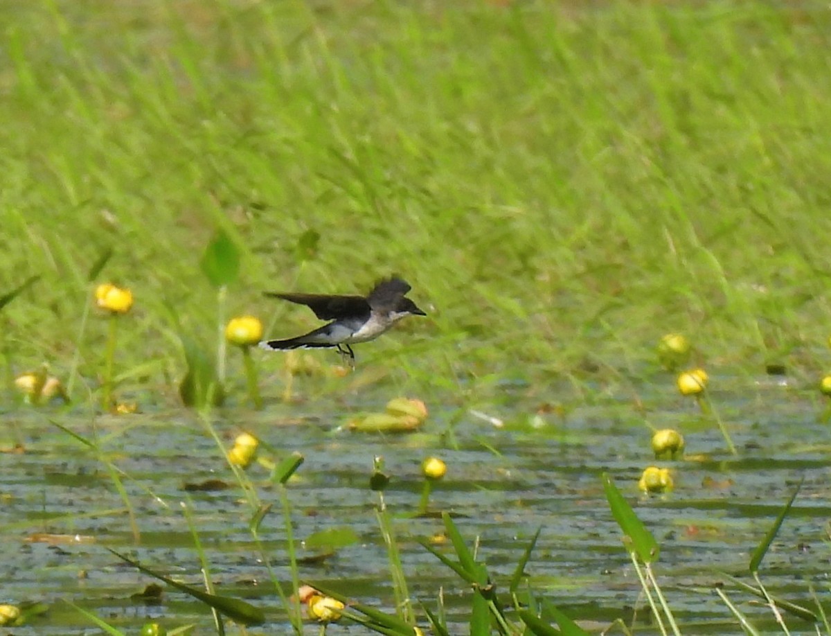 Eastern Kingbird - ML637803136