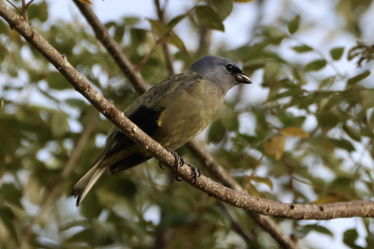 Tangara Aliamarilla - ML637803170