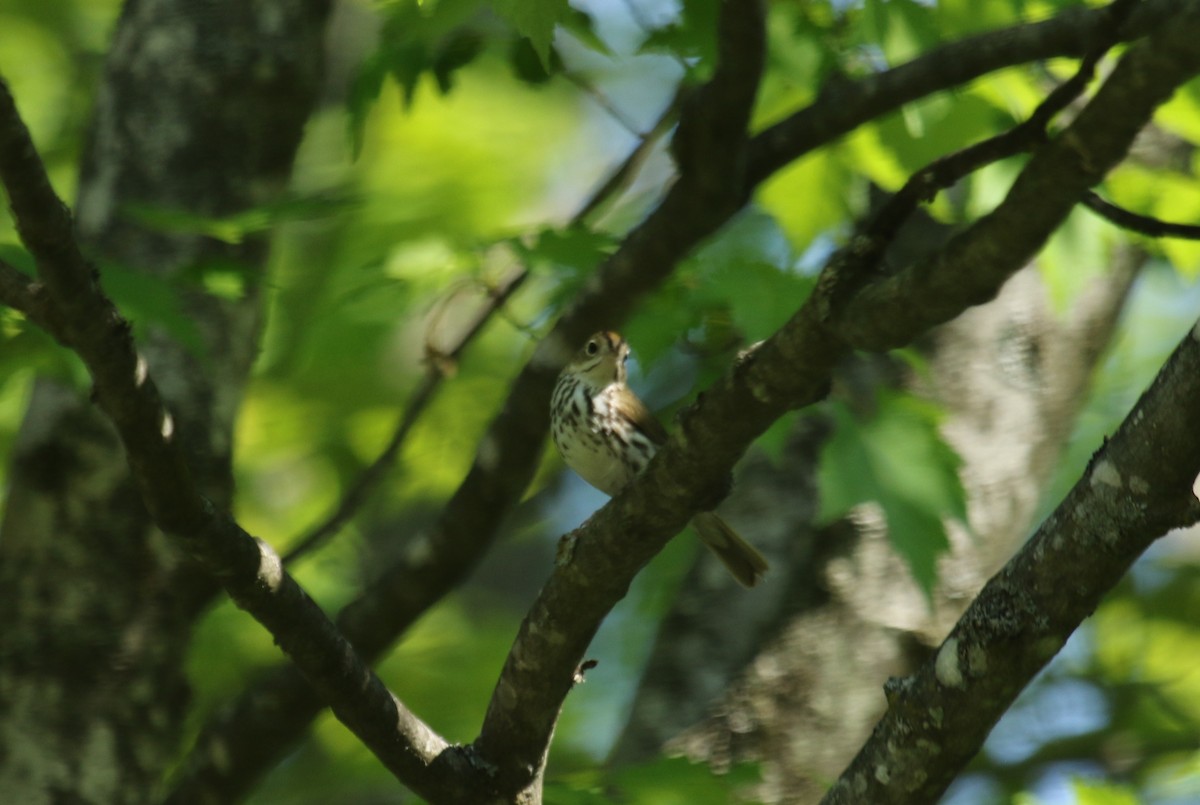 Ovenbird - ML637803179