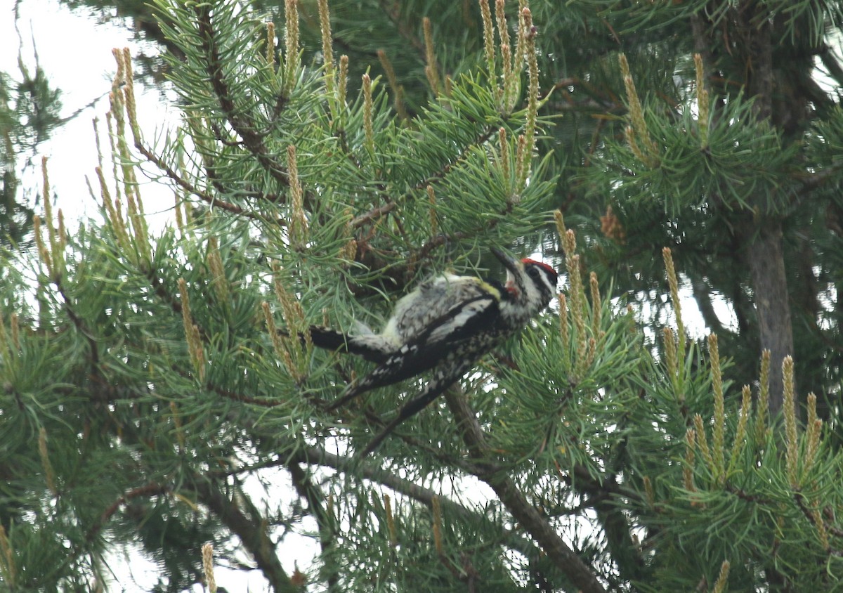 Yellow-bellied Sapsucker - ML637803271