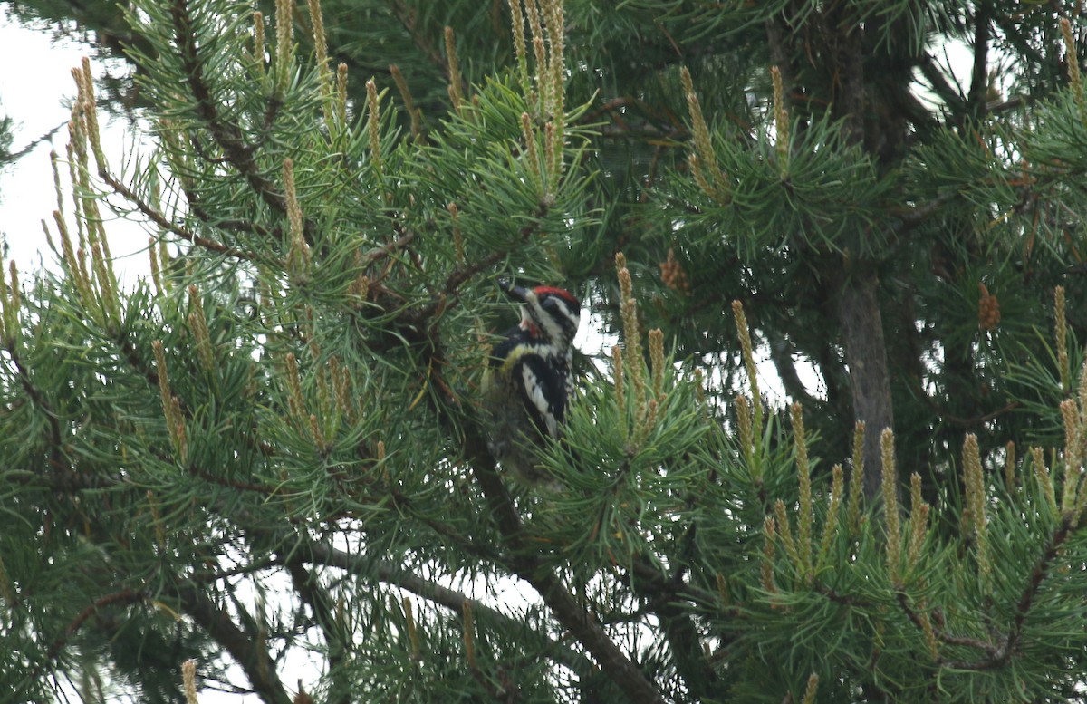 Yellow-bellied Sapsucker - ML637803284