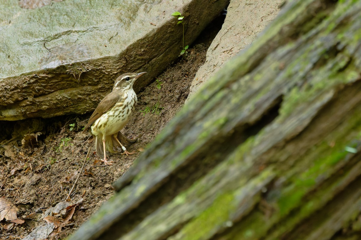 Louisiana Waterthrush - ML637803289