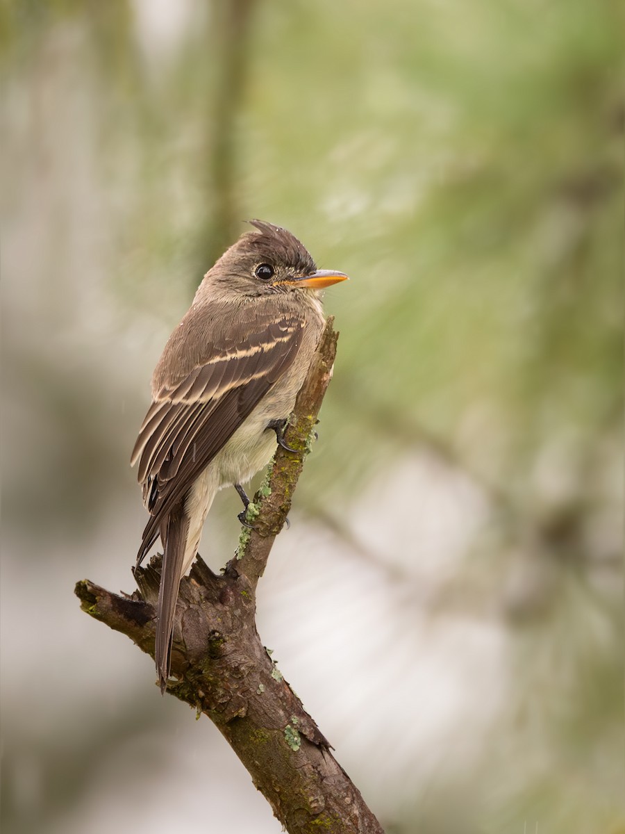 Southern Tropical Pewee - ML637803290