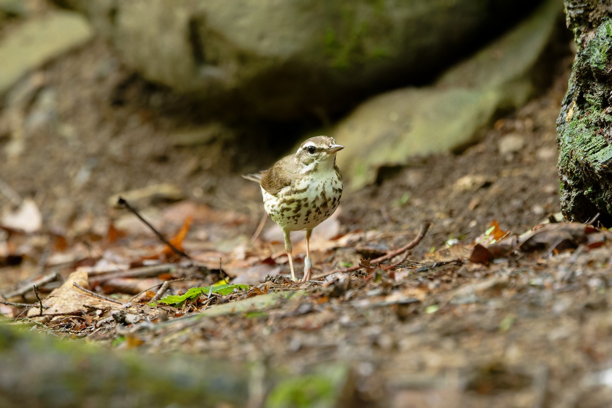 Louisiana Waterthrush - ML637803291