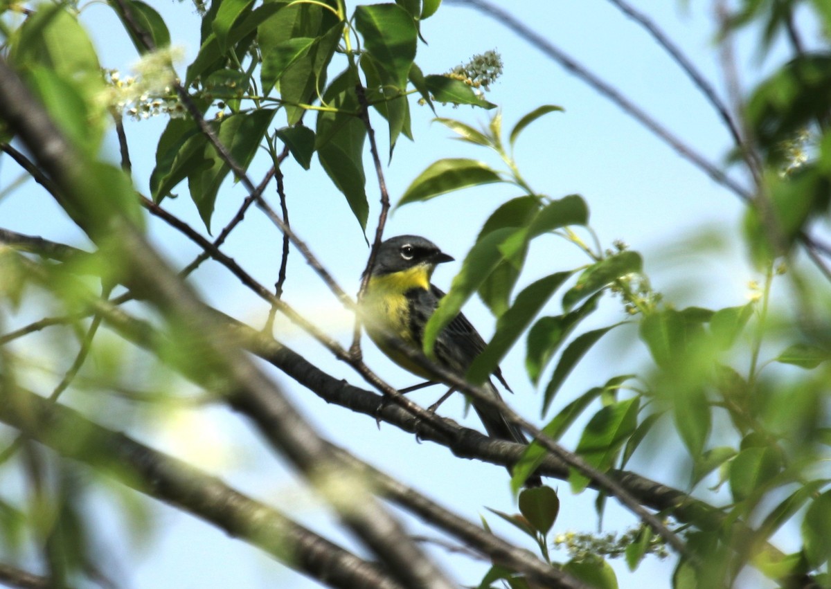 Kirtland's Warbler - ML637803339
