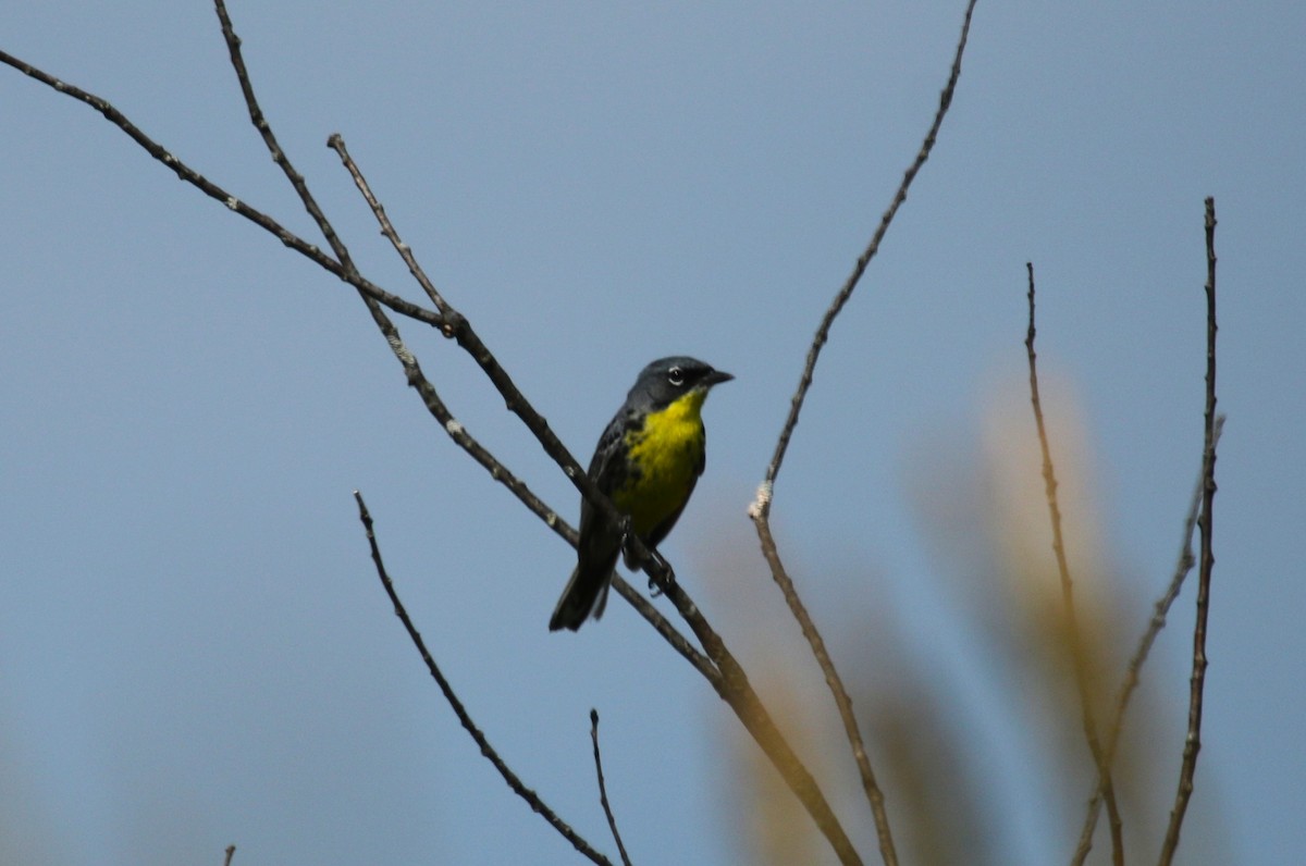 Kirtland's Warbler - ML637803348