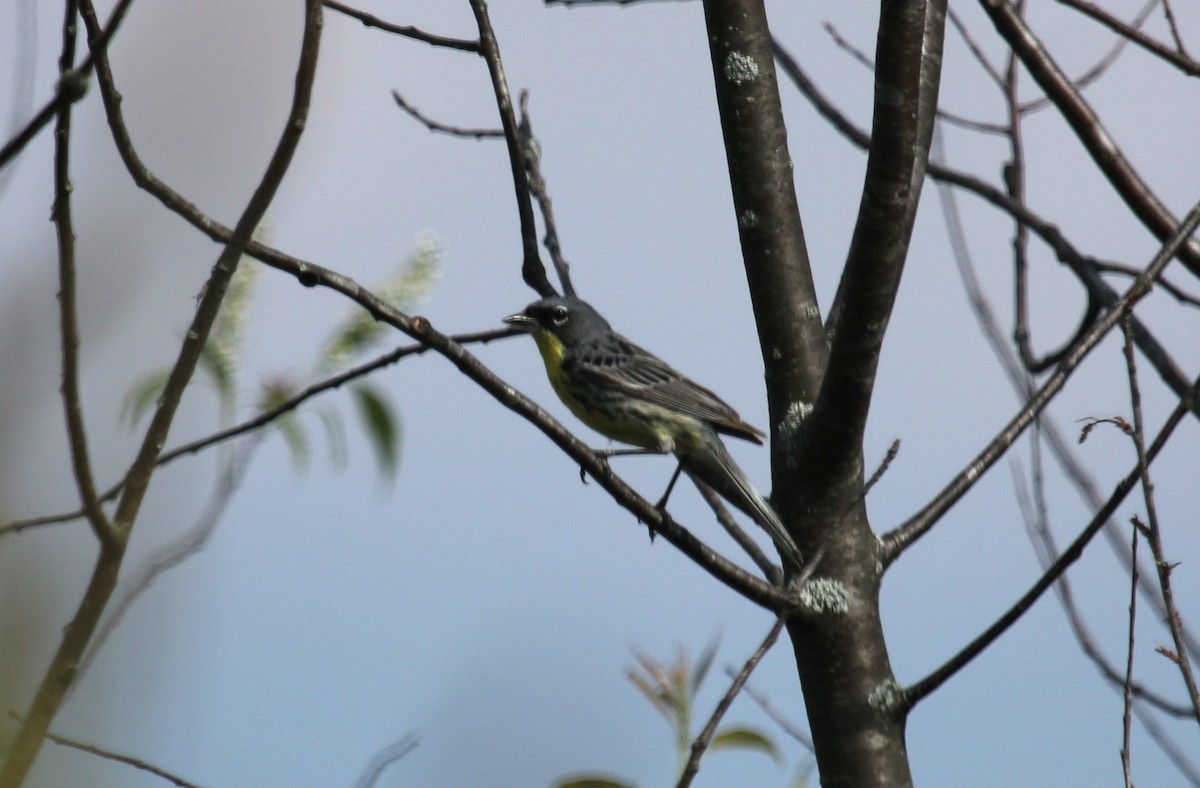 Kirtland's Warbler - ML637803351