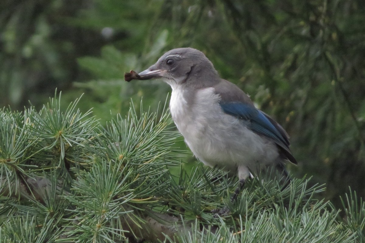 カリフォルニアカケス - ML637803391