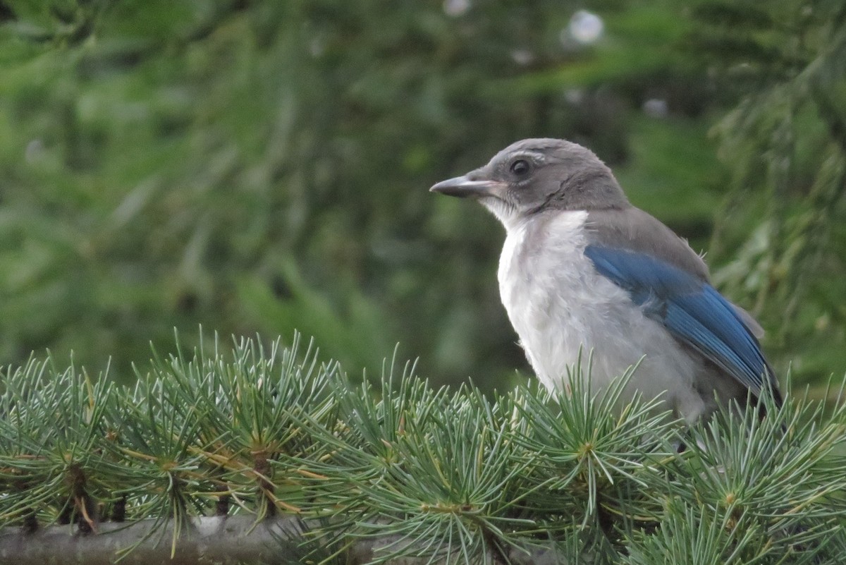 カリフォルニアカケス - ML637803392