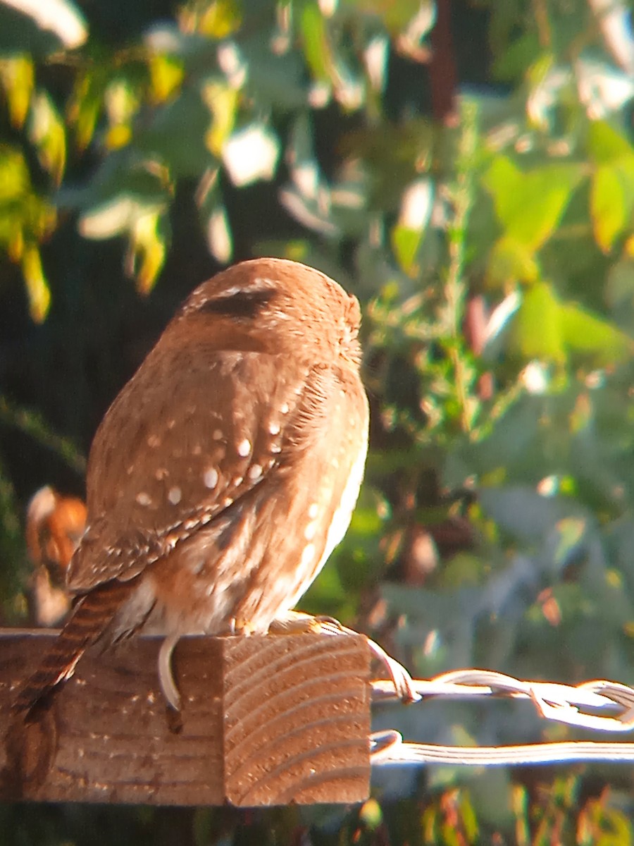 Austral Pygmy-Owl - ML637803437
