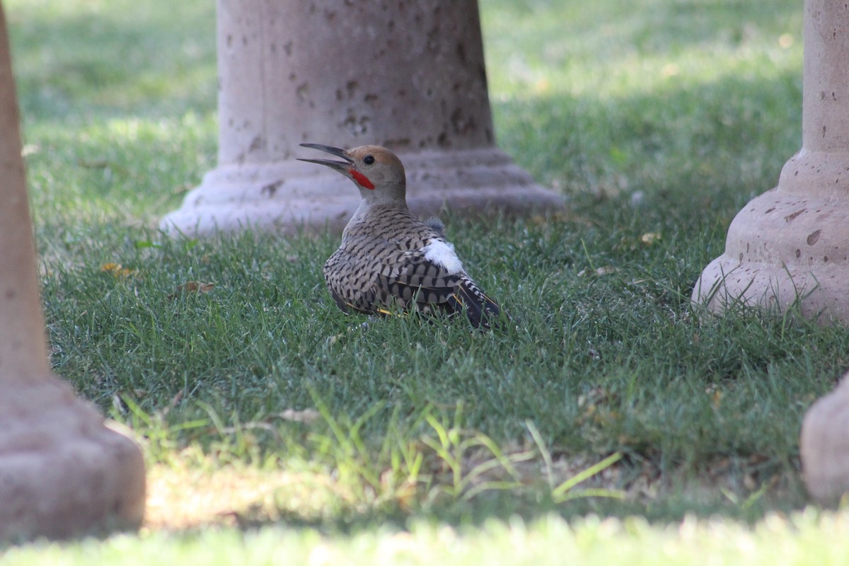Gilded Flicker - ML637803439