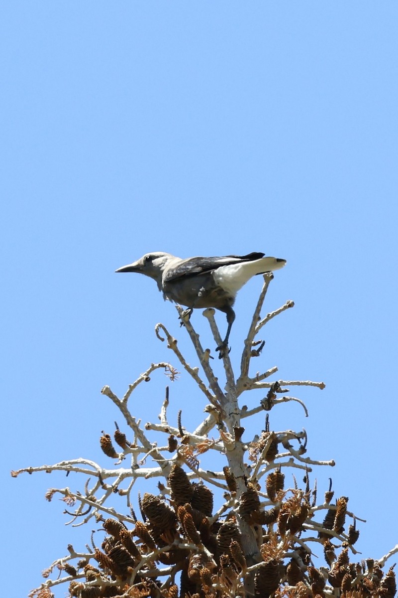 Clark's Nutcracker - ML637803456