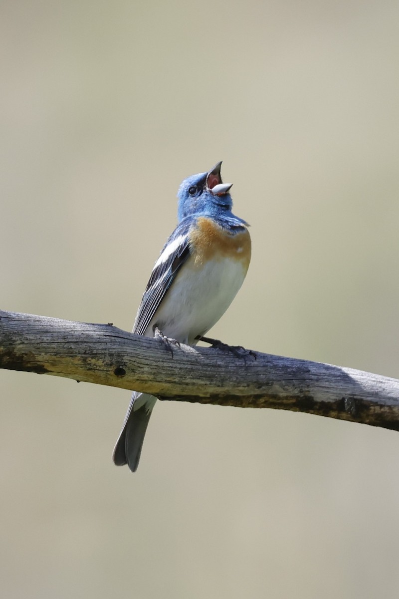 Lazuli Bunting - ML637803472