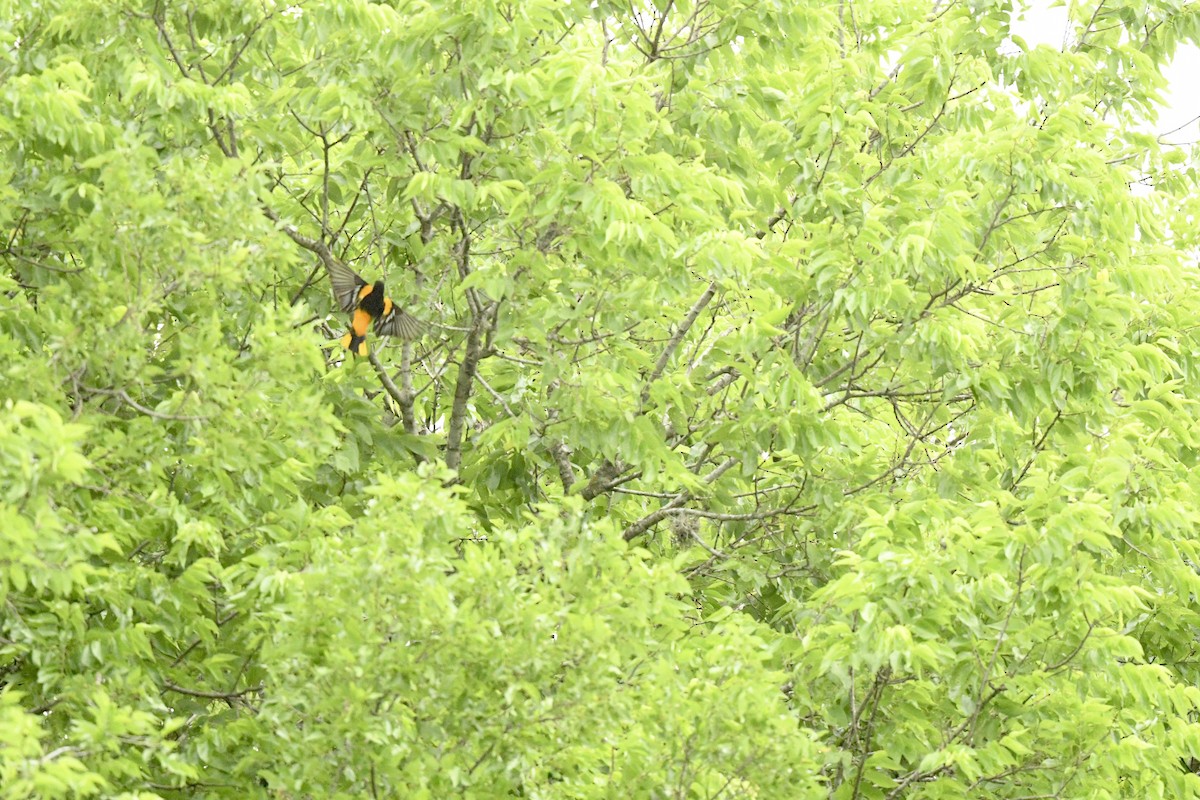 Baltimore Oriole - ML637803476