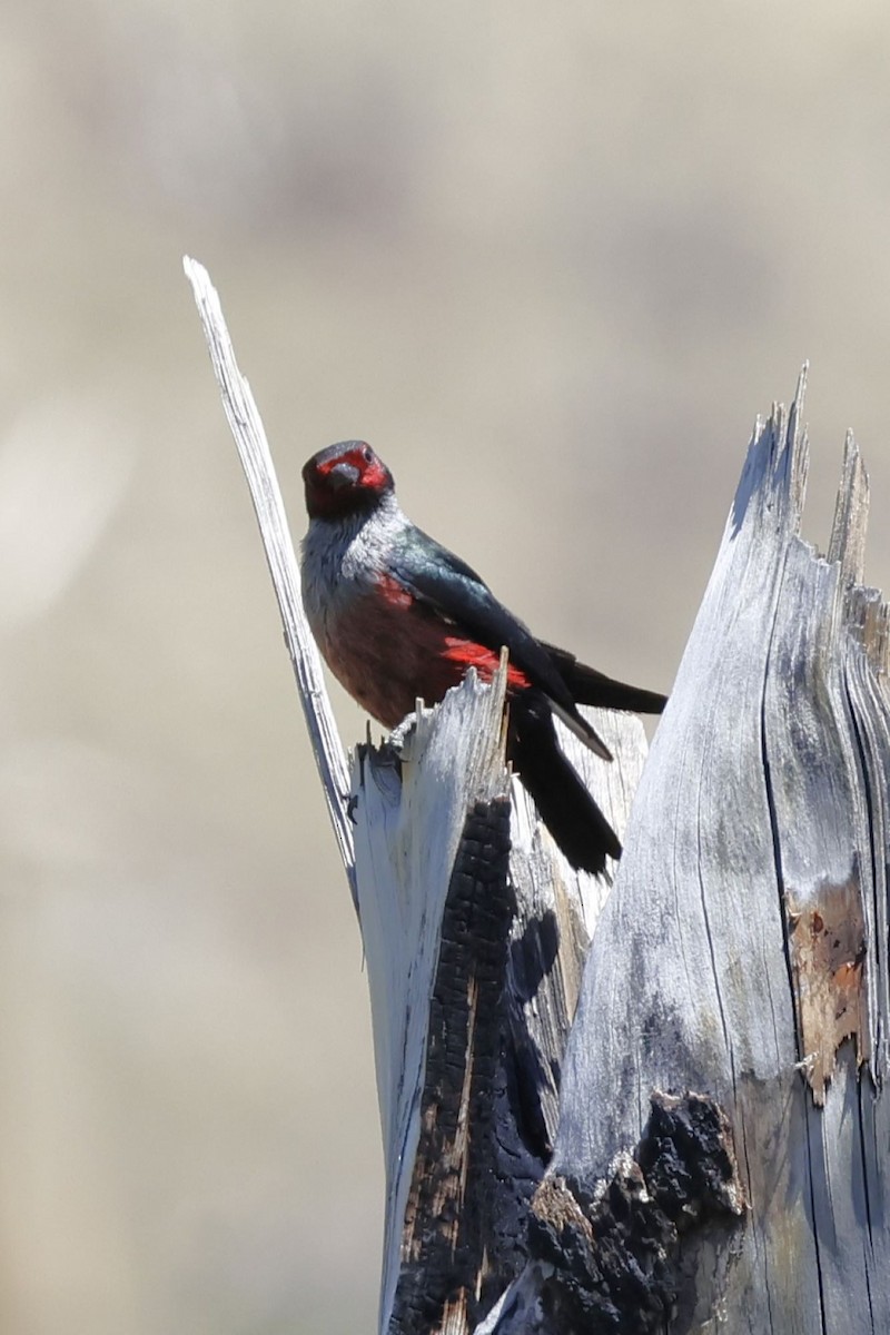 Lewis's Woodpecker - ML637803484