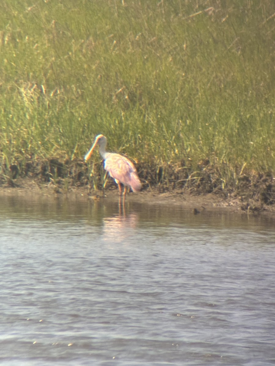 Roseate Spoonbill - ML637803501
