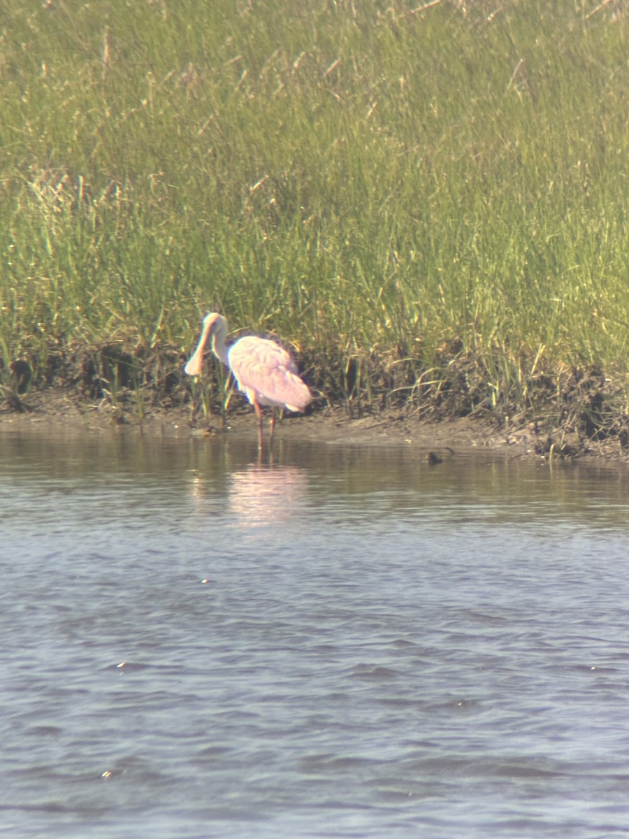 Roseate Spoonbill - ML637803502