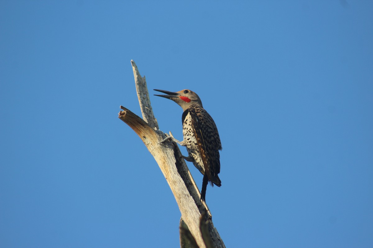 Gilded Flicker - ML637803546