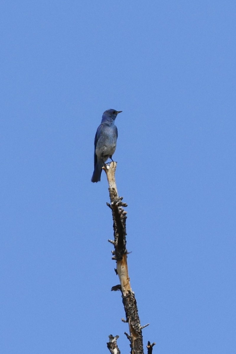 Mountain Bluebird - ML637803547