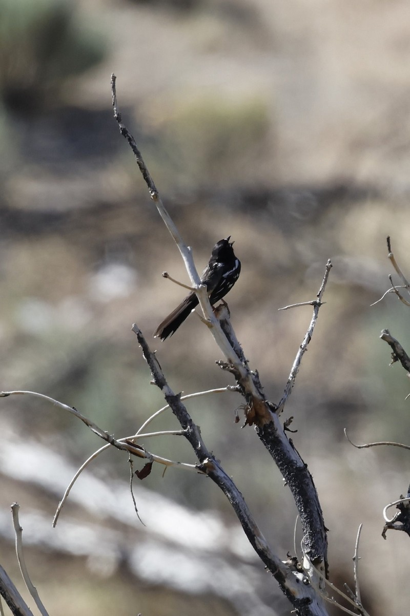 Spotted Towhee - ML637803599