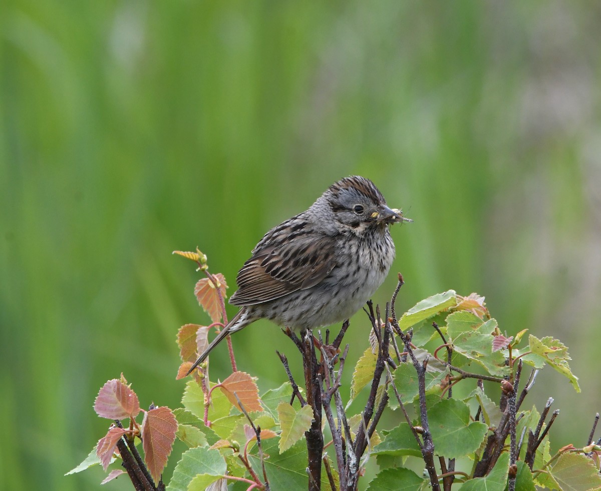 Lincoln's Sparrow - ML637803657