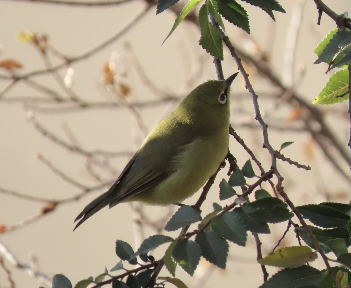 Cape White-eye - ML637803662