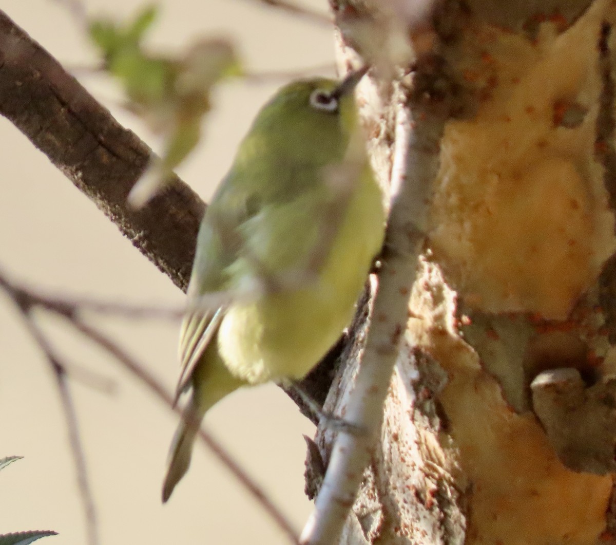 Cape White-eye - ML637803681