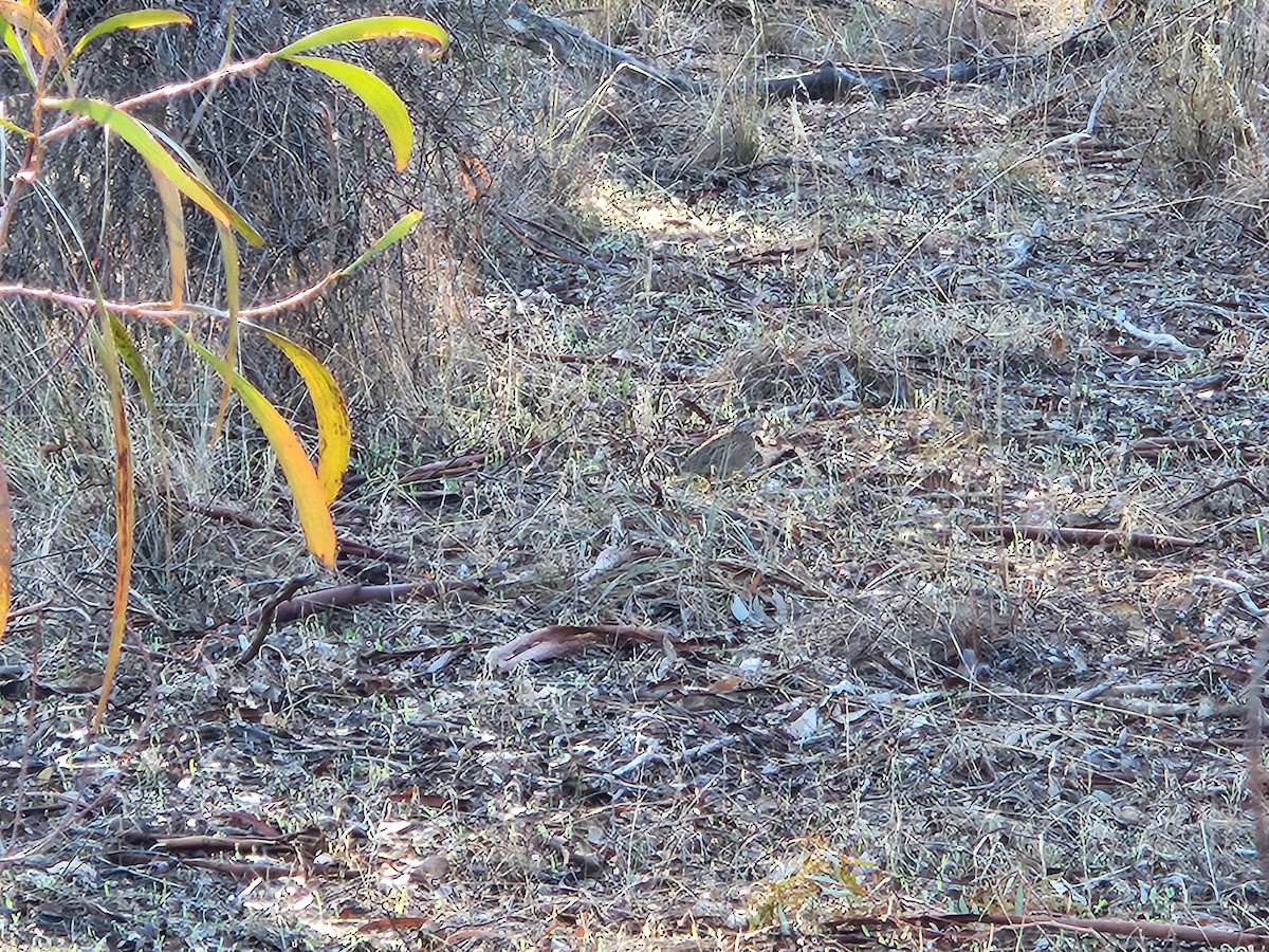 Painted Buttonquail - ML637803732