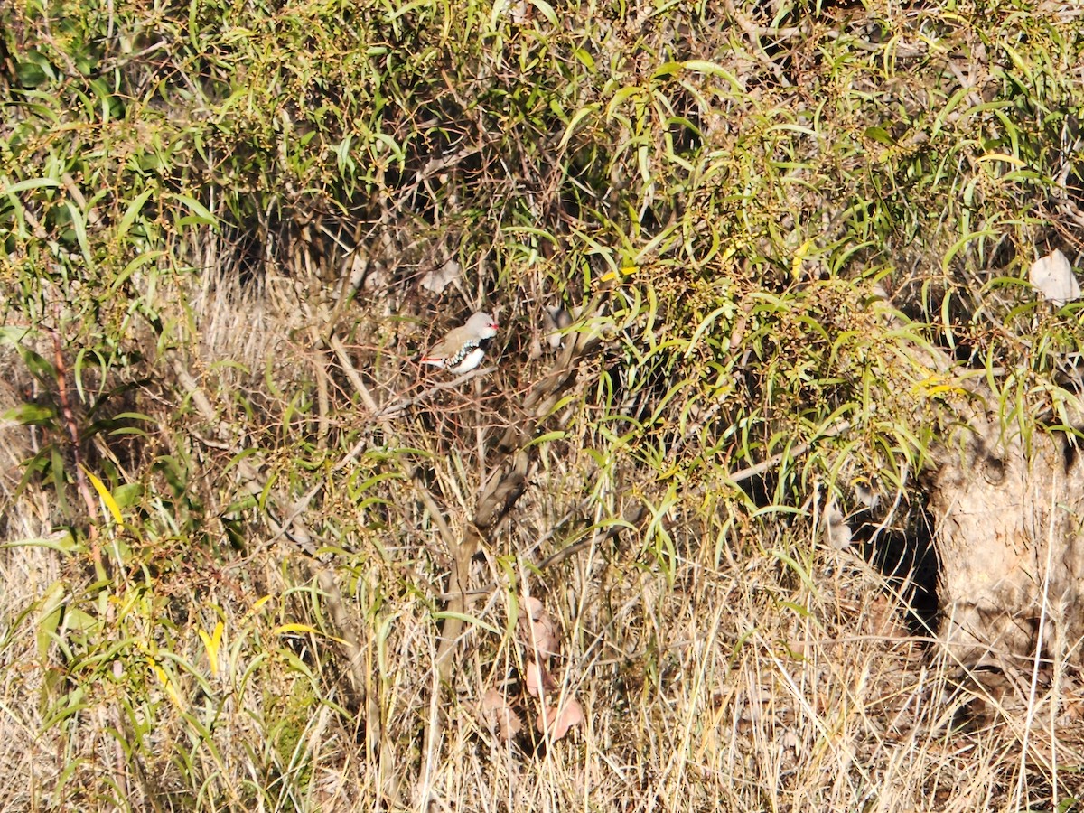 Diamond Firetail - ML637803741