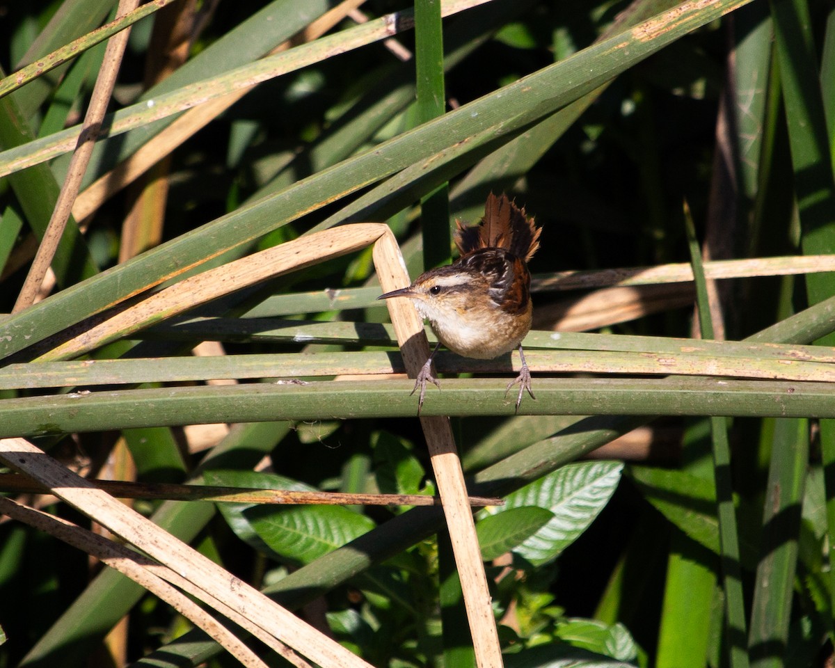 Wren-like Rushbird - ML637803915