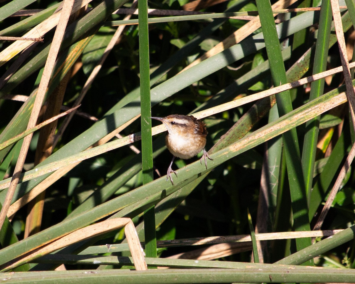 Wren-like Rushbird - ML637803916