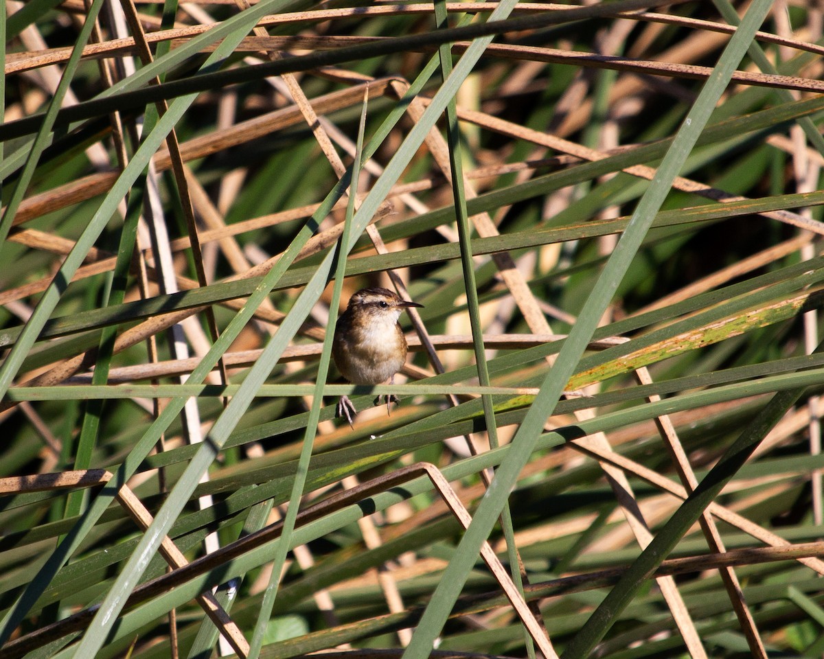Wren-like Rushbird - ML637803917