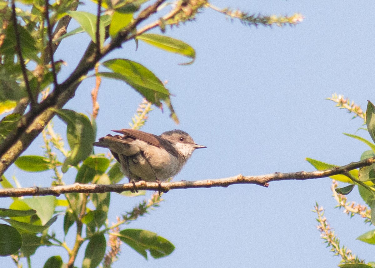 Lesser Whitethroat (Lesser) - ML637803970