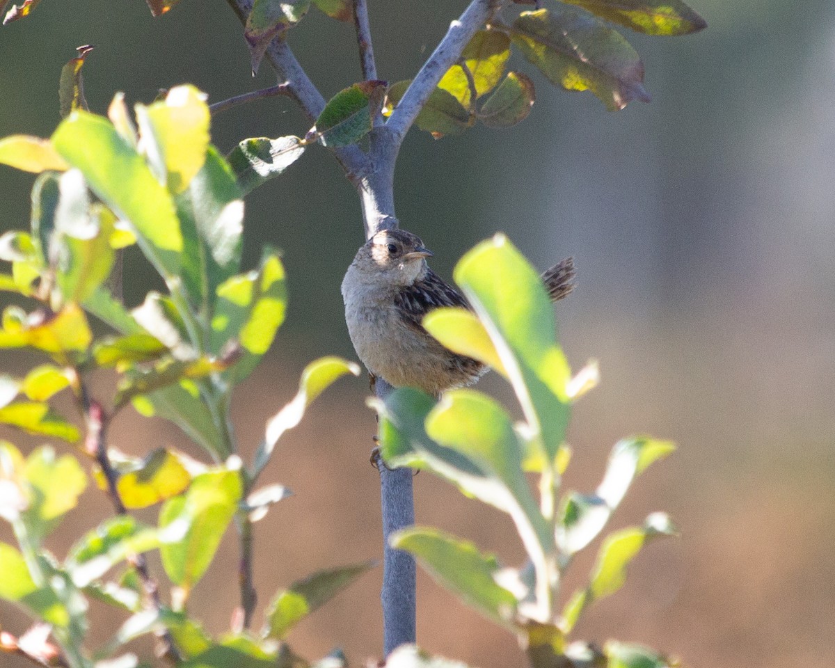 Grass Wren - ML637803993