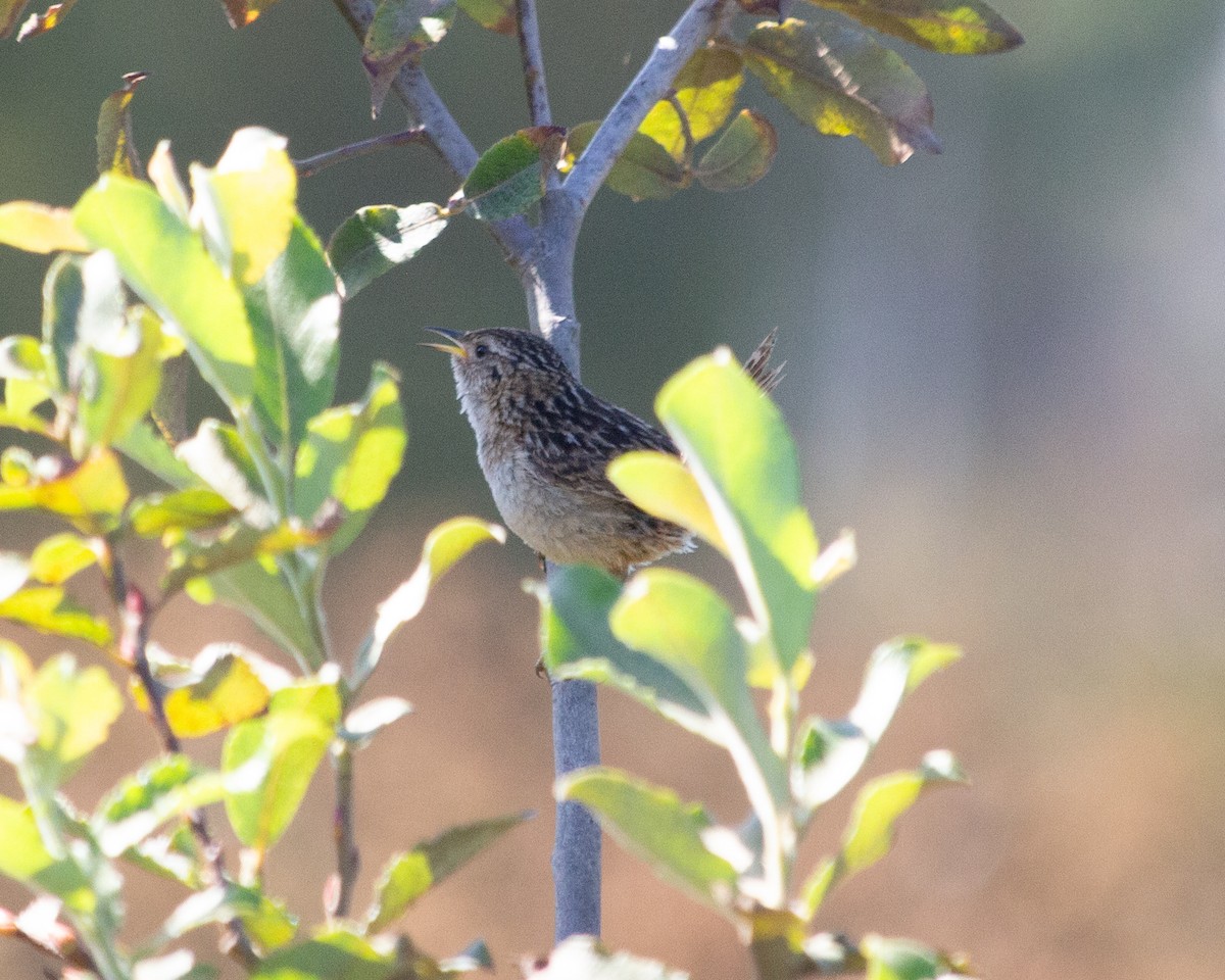Grass Wren - ML637803995
