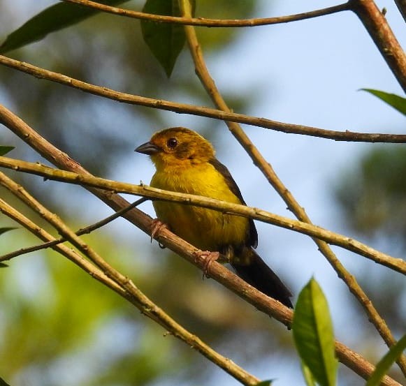 Yellow-headed Brushfinch - ML637804009
