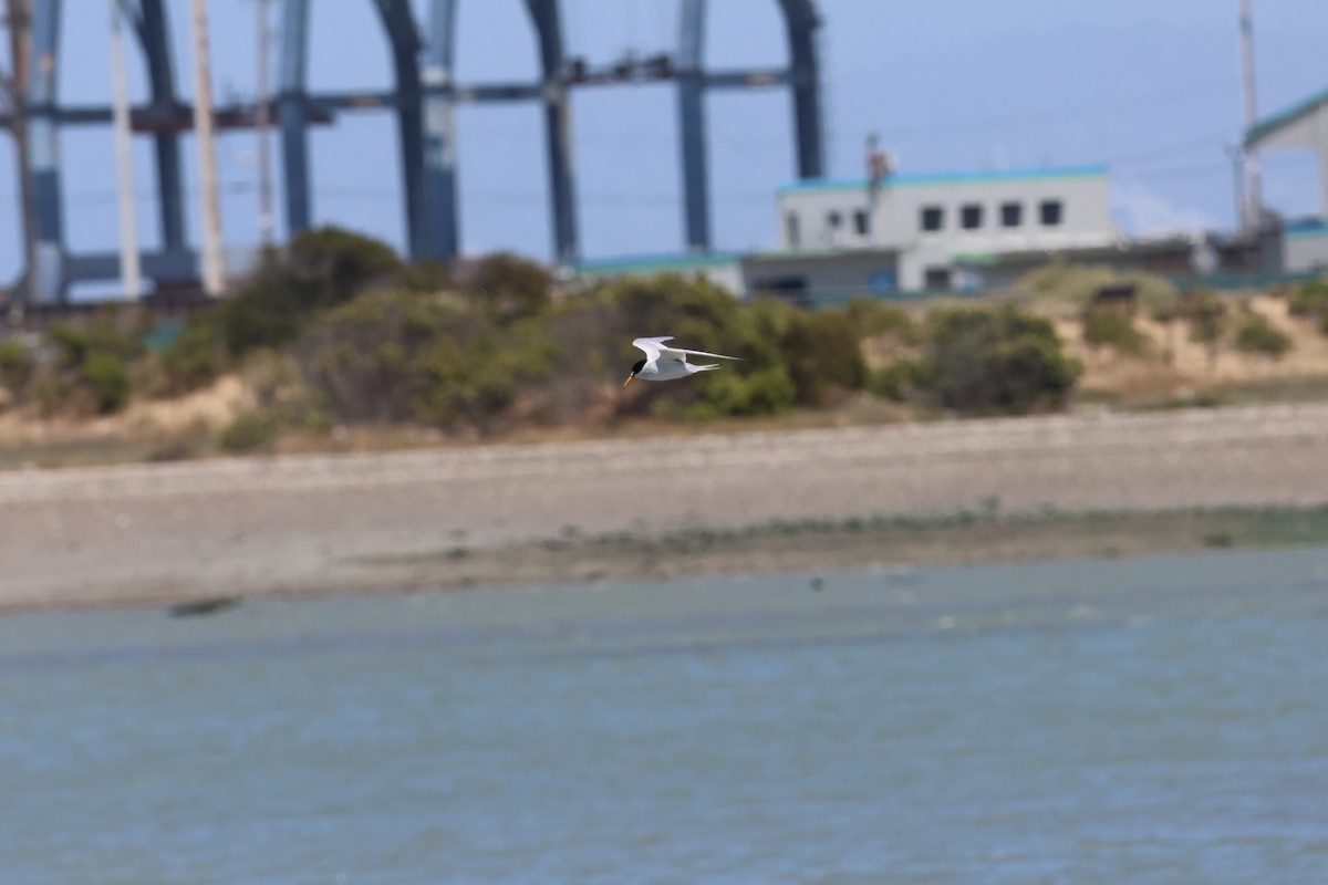Least Tern - ML637804025