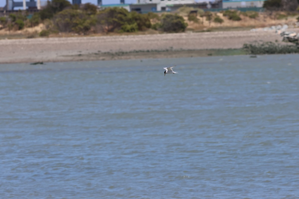 Least Tern - ML637804026