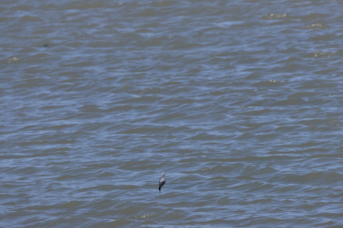 Least Tern - ML637804027