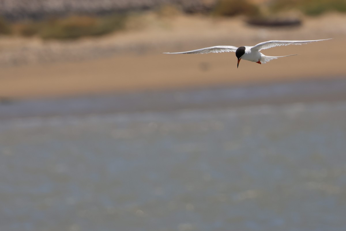 Forster's Tern - ML637804045