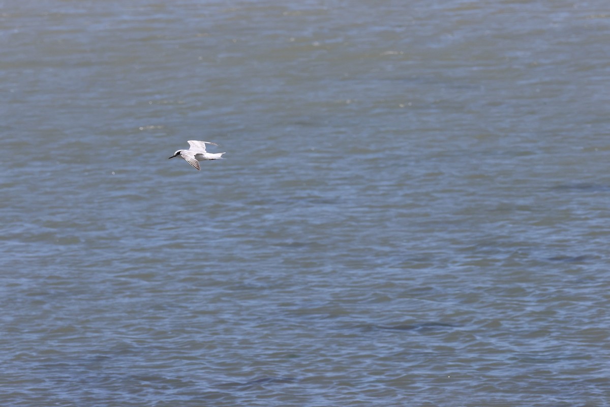 Forster's Tern - ML637804046