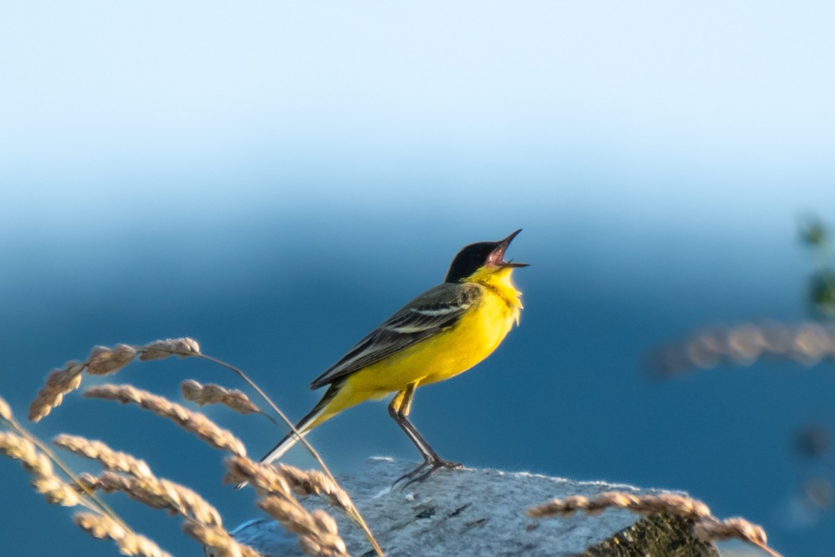 Western Yellow Wagtail (feldegg) - ML637804096