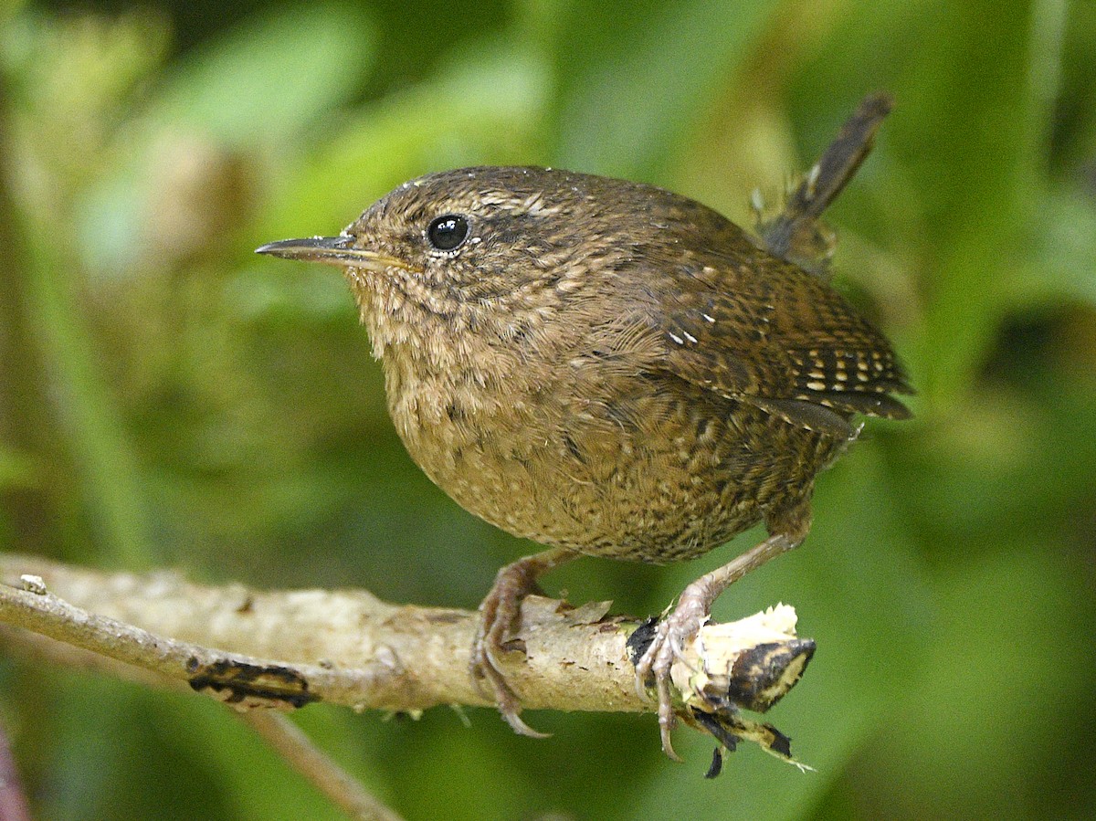 Pacific Wren - ML637804100
